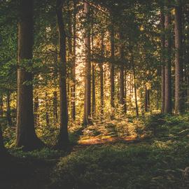 Muurdecoratie fotoschilderij bomen bos